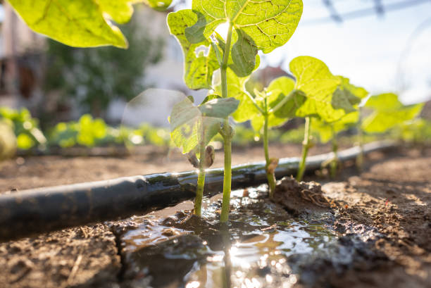 Irrigação por gotejamento projeto no Vale do Taquari